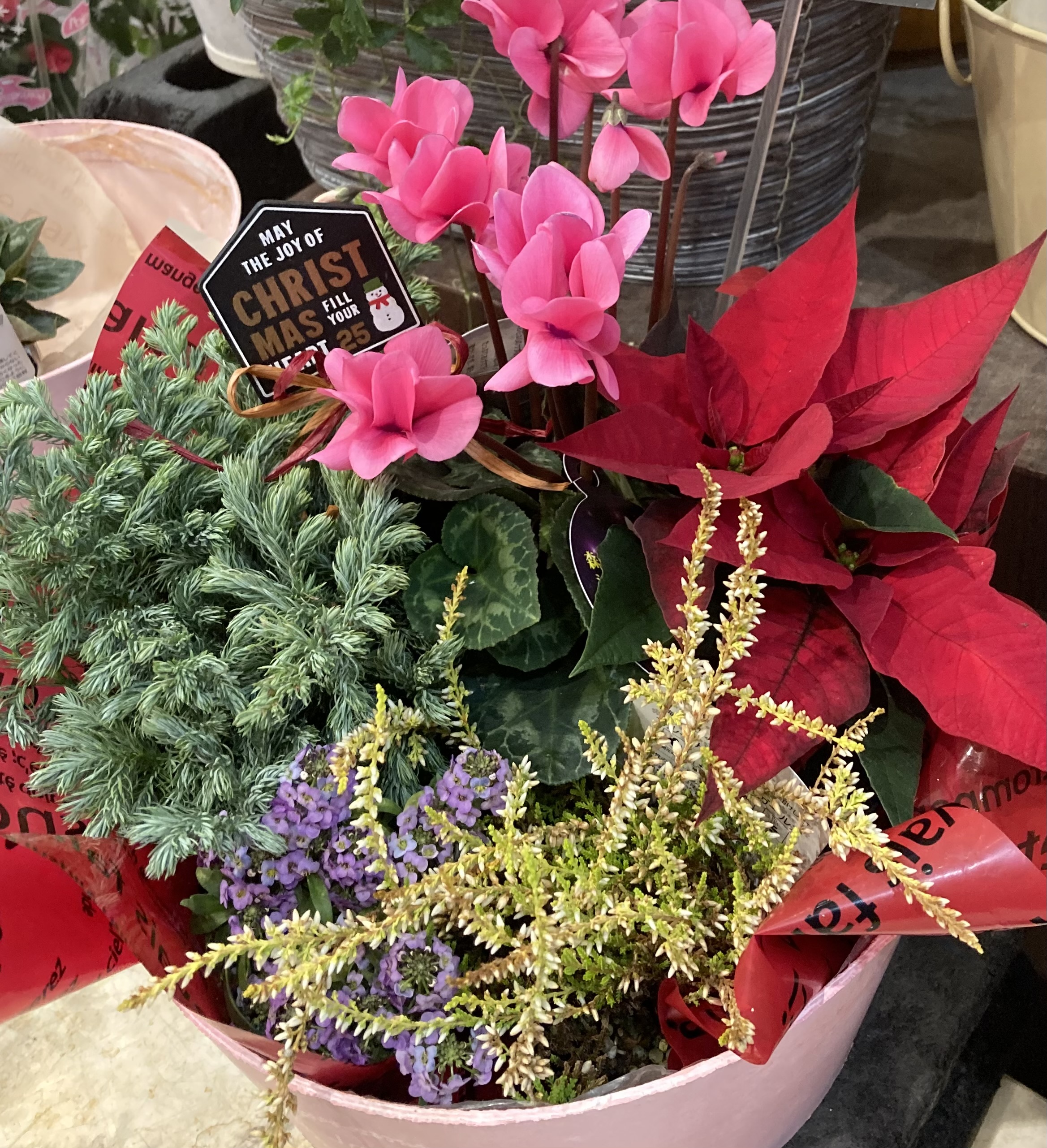 鉢植え画像