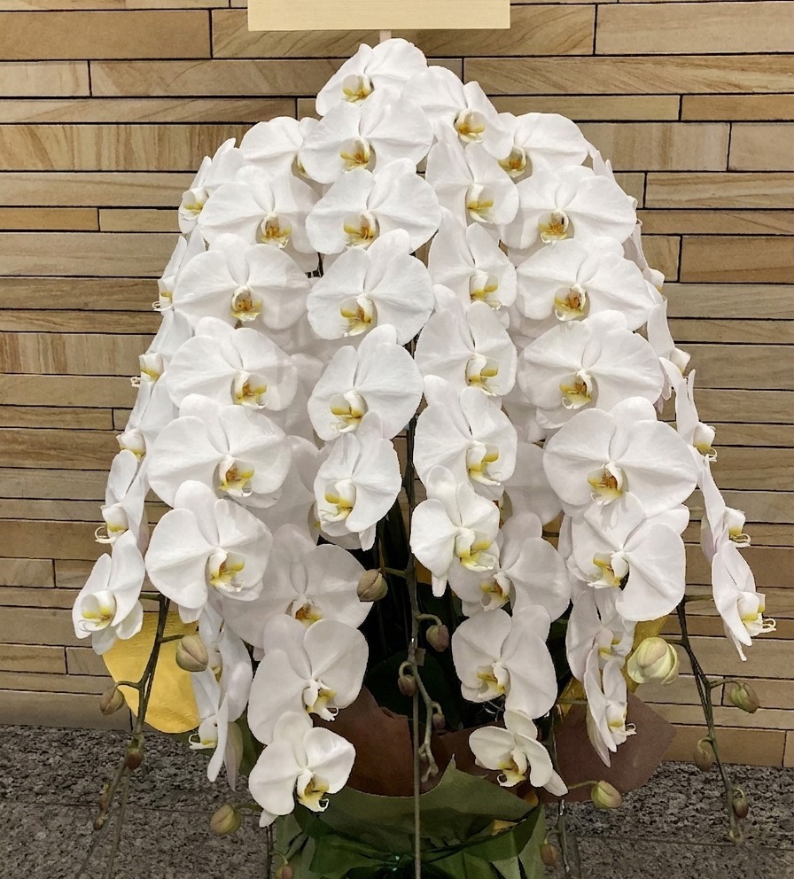 胡蝶蘭　50,000円〜