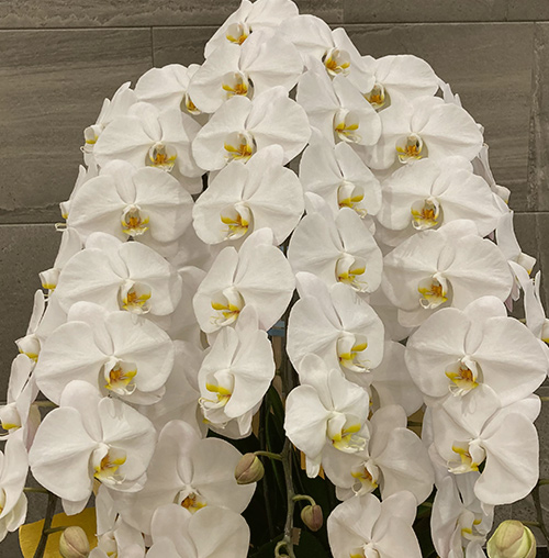お仕事でご利用したいお客さま向けのお花