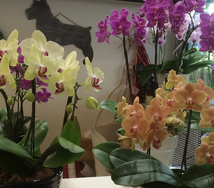 鉢植え