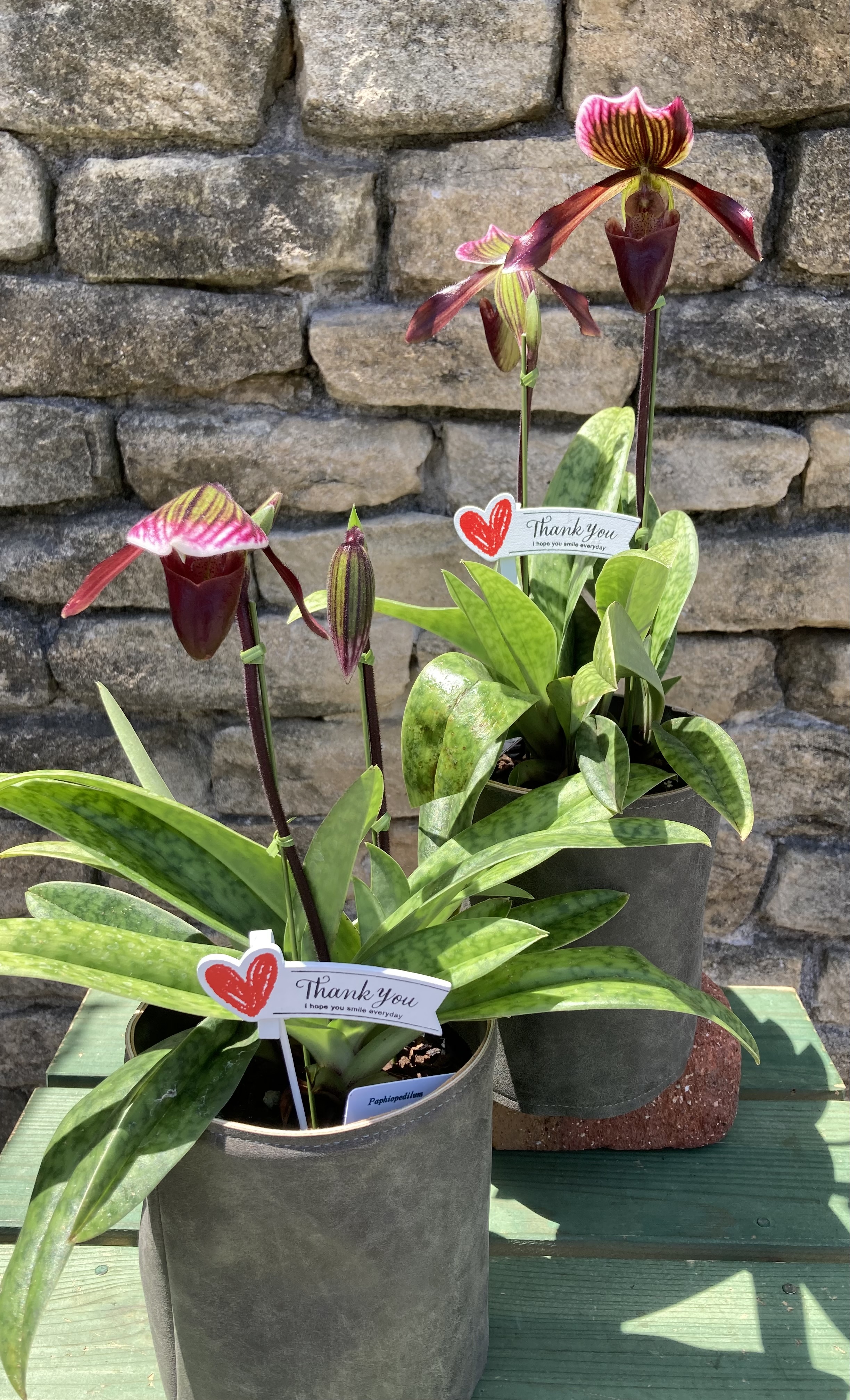 鉢植え画像