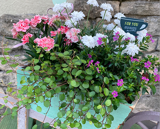 鉢植え画像