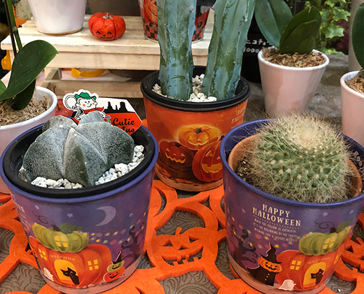 鉢植え画像
