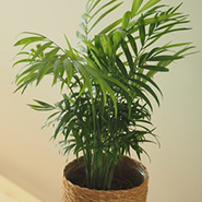 使用している植物