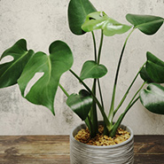 使用している植物