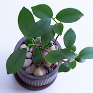 使用している植物