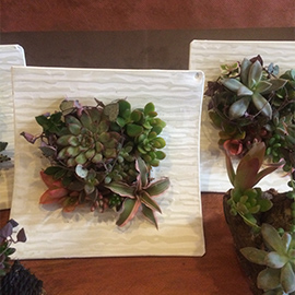 鉢植え
