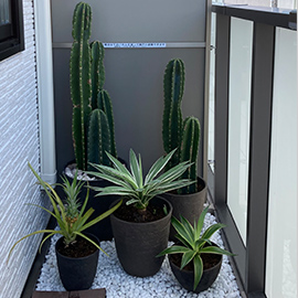 鉢植え