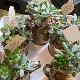 鉢植え