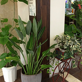 鉢植え