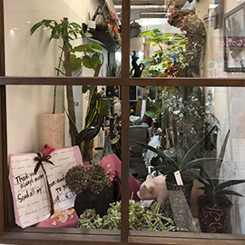 鉢植え