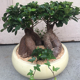 鉢植え
