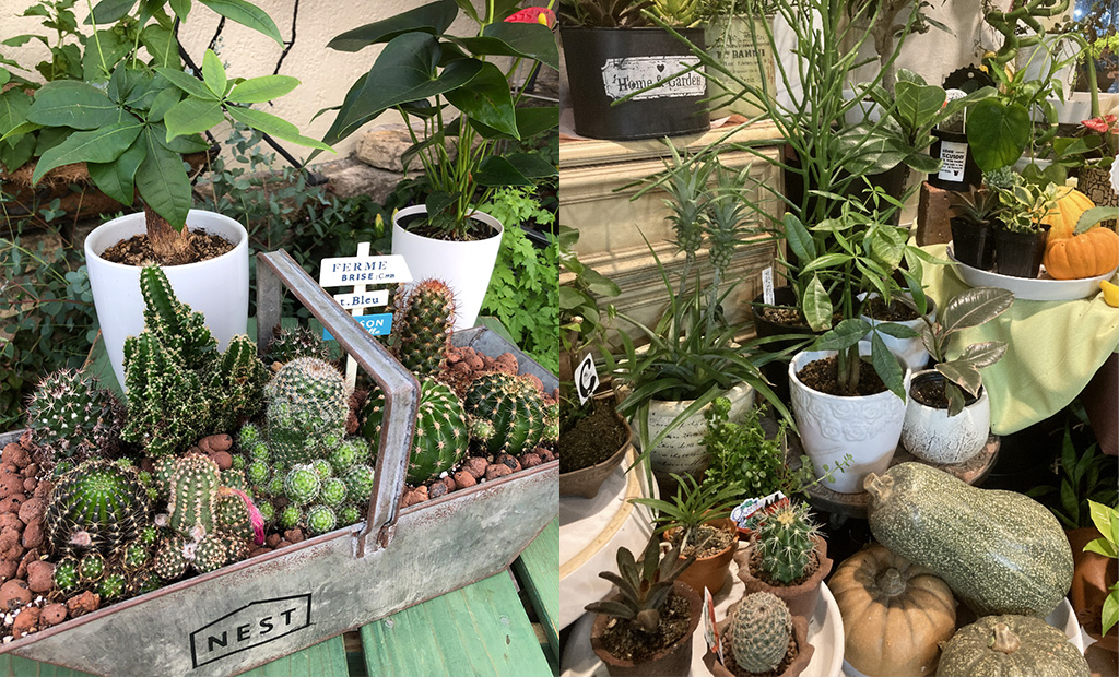Potted Plant- 鉢植え -